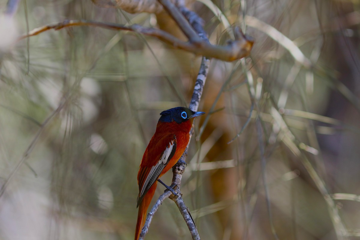 Tchitrec malgache - ML644036276