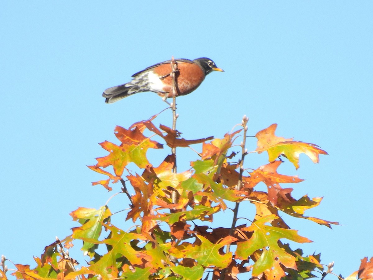 American Robin - ML644036283