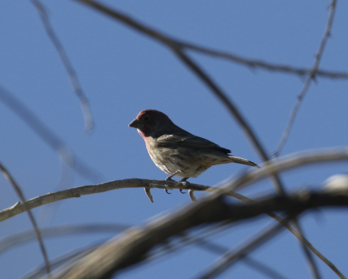 House Finch - ML644036284
