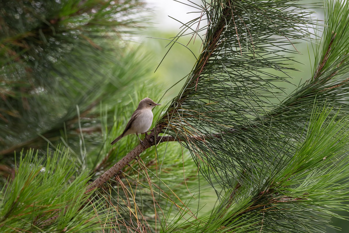 Eastern Olivaceous Warbler - ML644036285