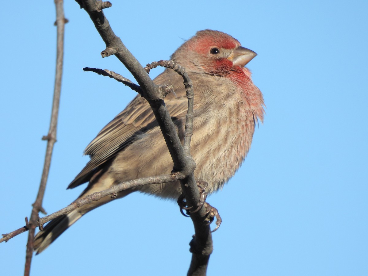House Finch - ML644036291