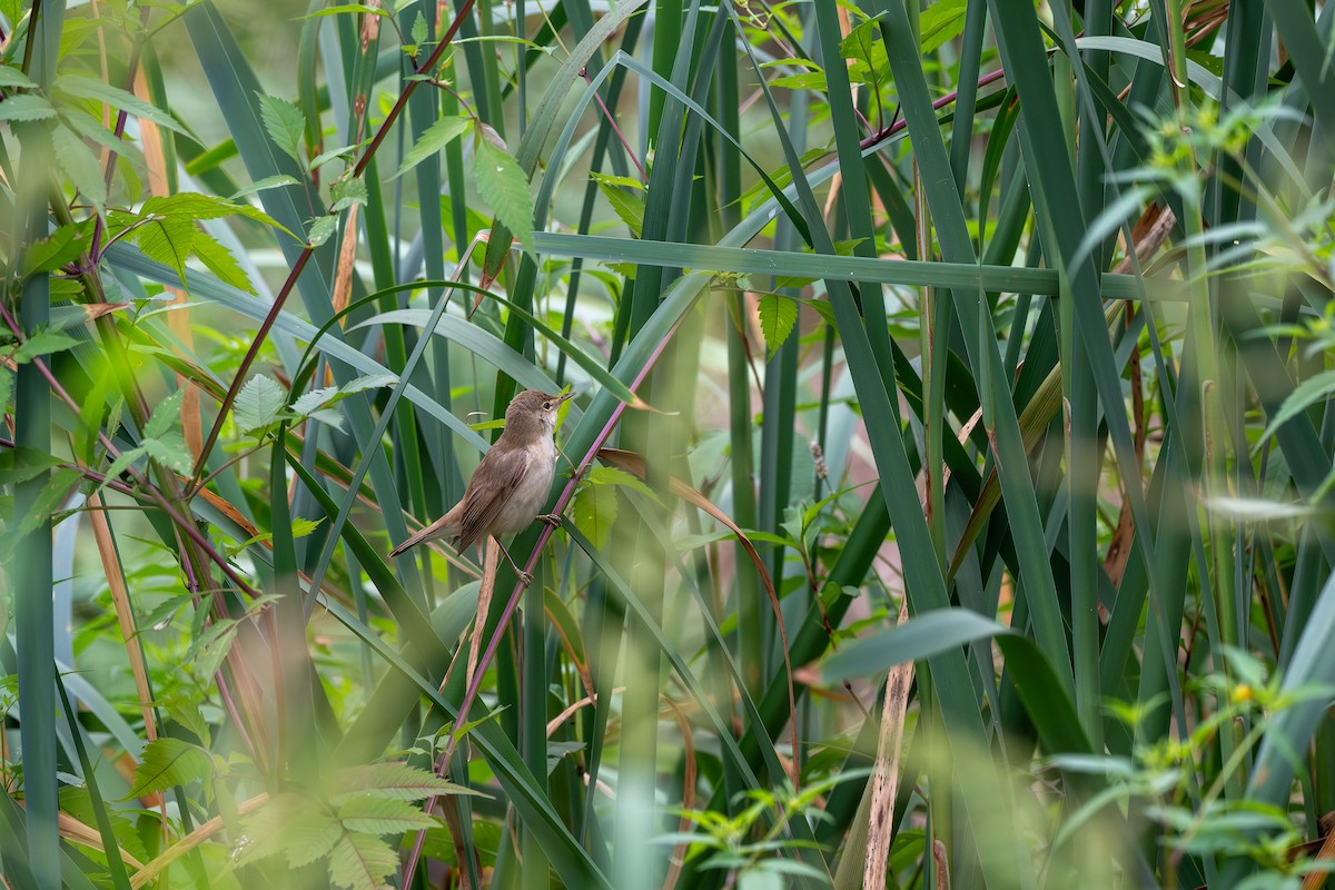 Marsh/Common Reed Warbler - ML644036306