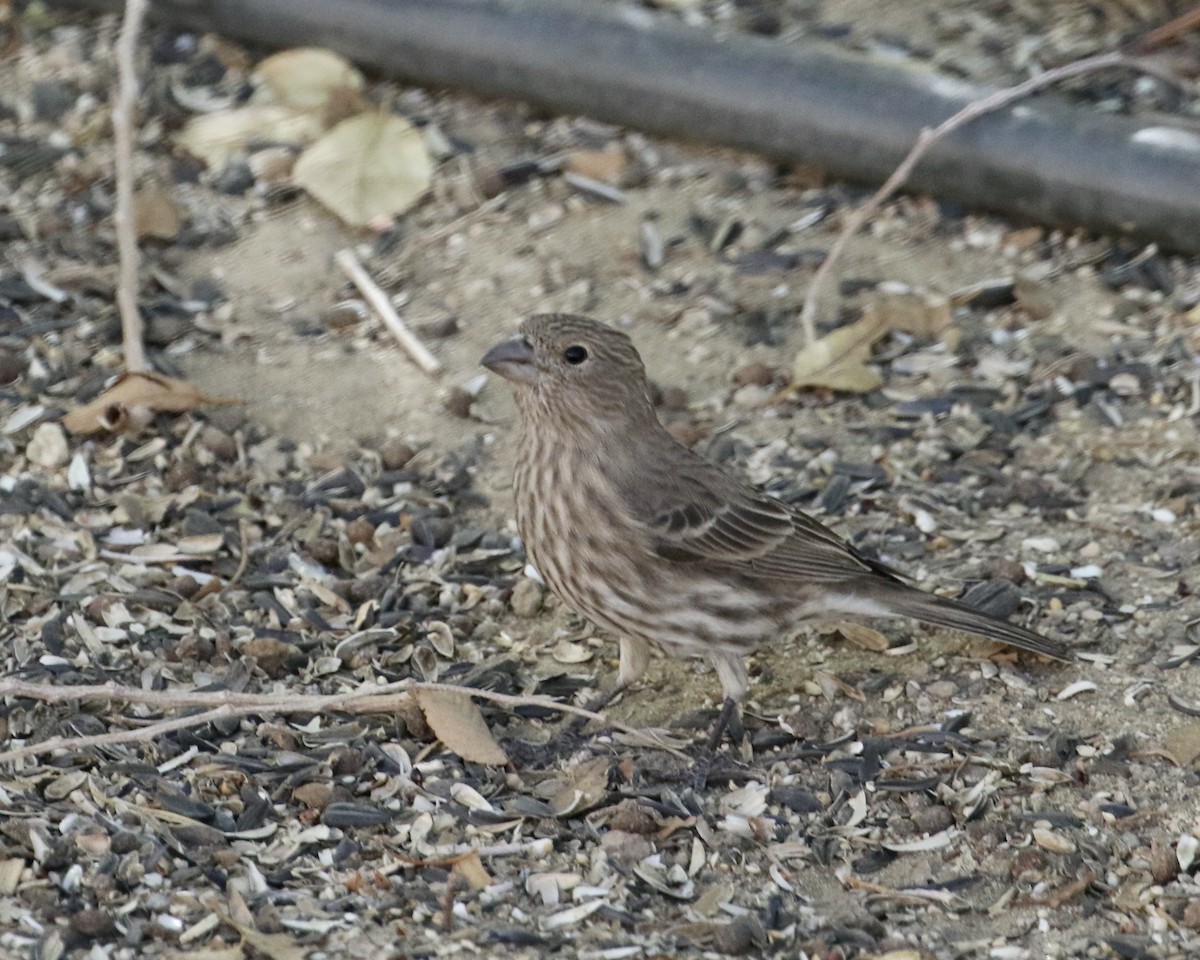 House Finch - ML644036310
