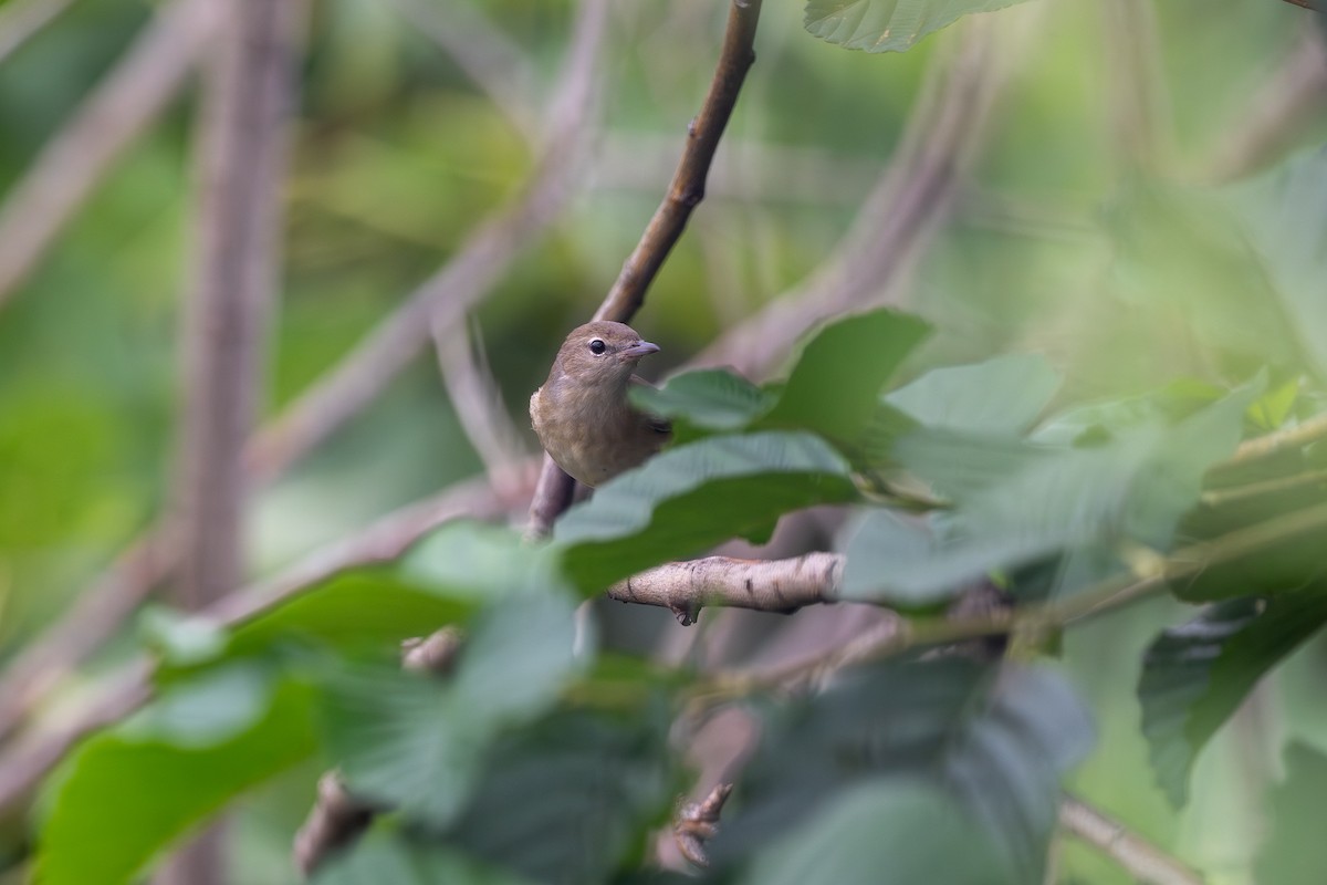 Garden Warbler - ML644036315