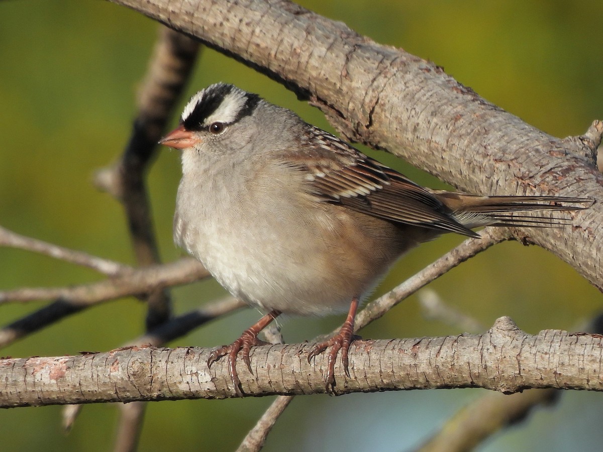 White-crowned Sparrow - ML644036320
