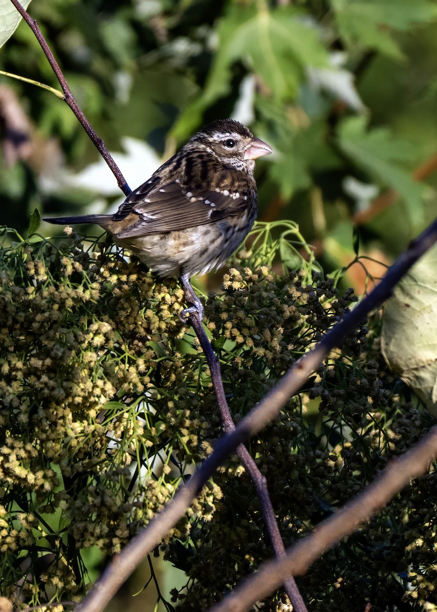 Rose-breasted Grosbeak - ML644036326