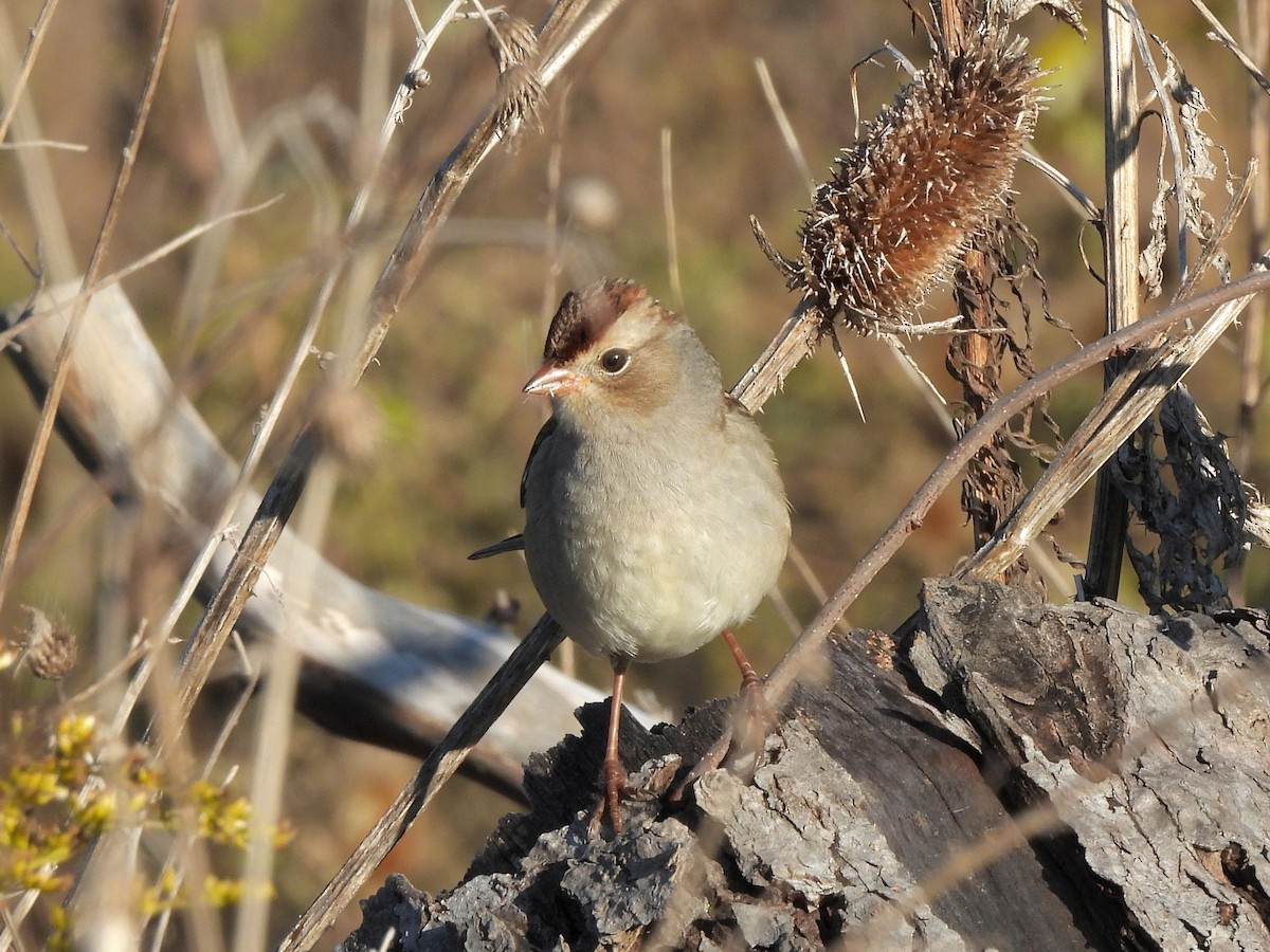 White-crowned Sparrow - ML644036334