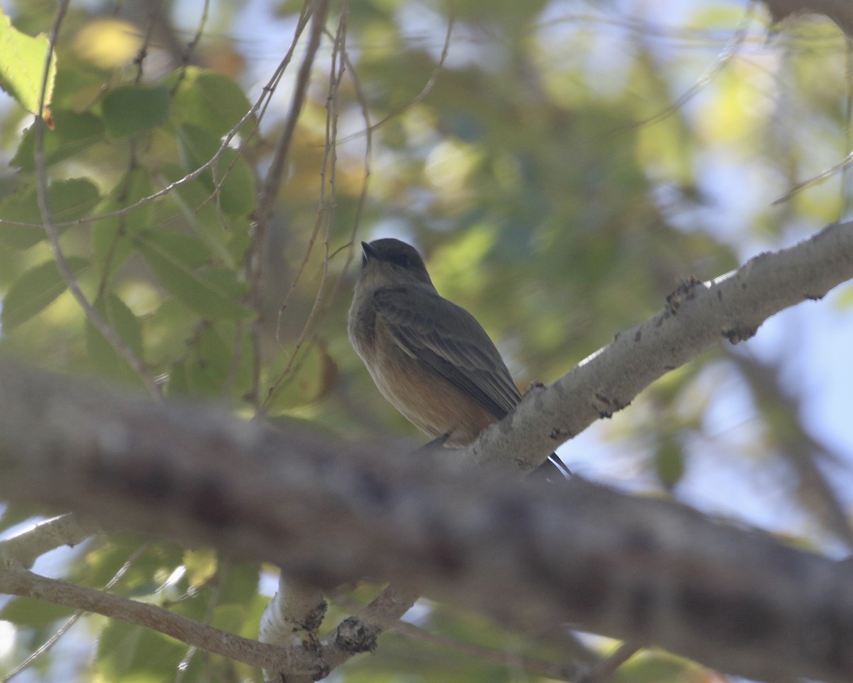 Say's Phoebe - ML644036336