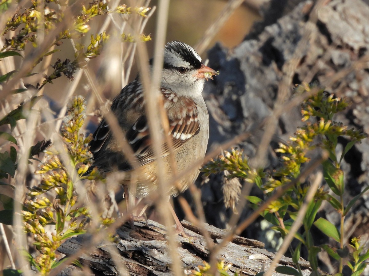 White-crowned Sparrow - ML644036338