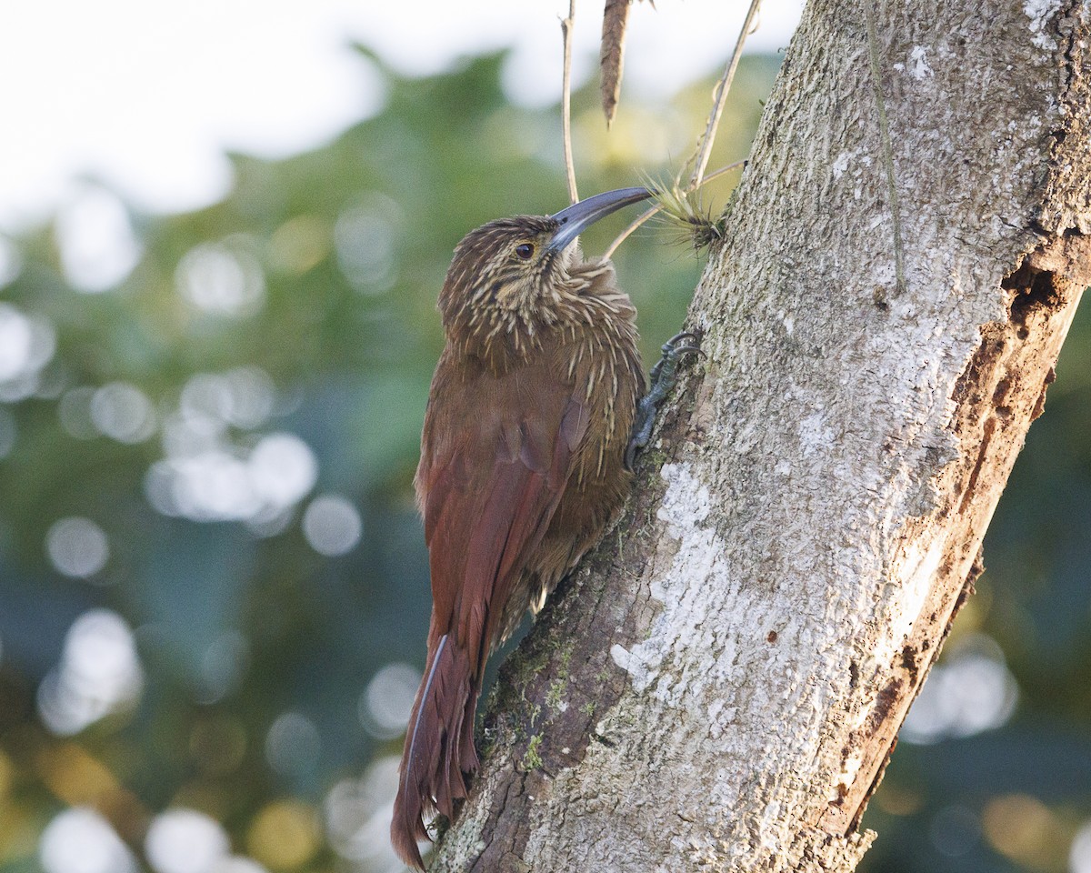 Strong-billed Woodcreeper - ML644036341
