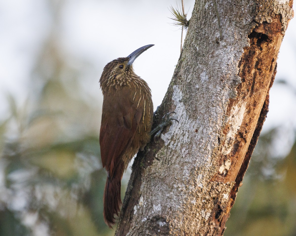 Strong-billed Woodcreeper - ML644036345