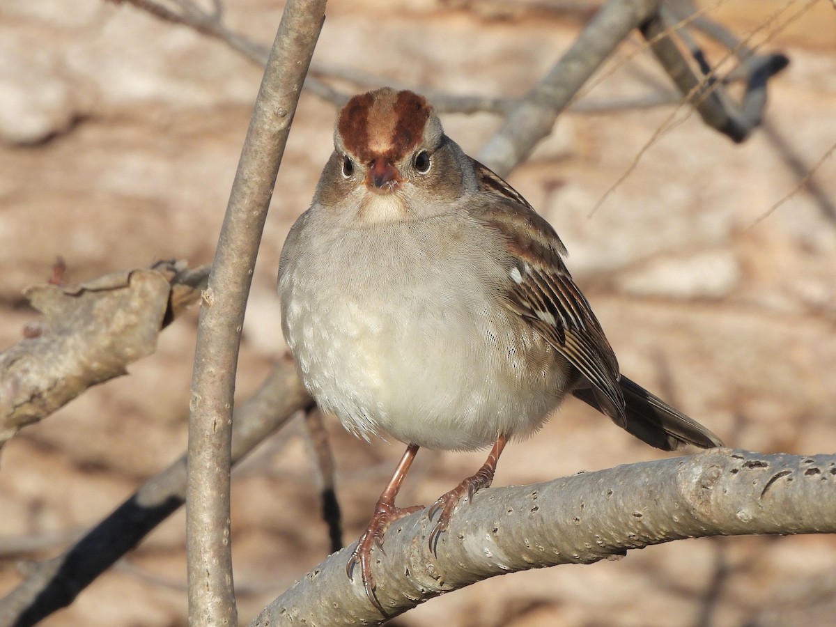 White-crowned Sparrow - ML644036350