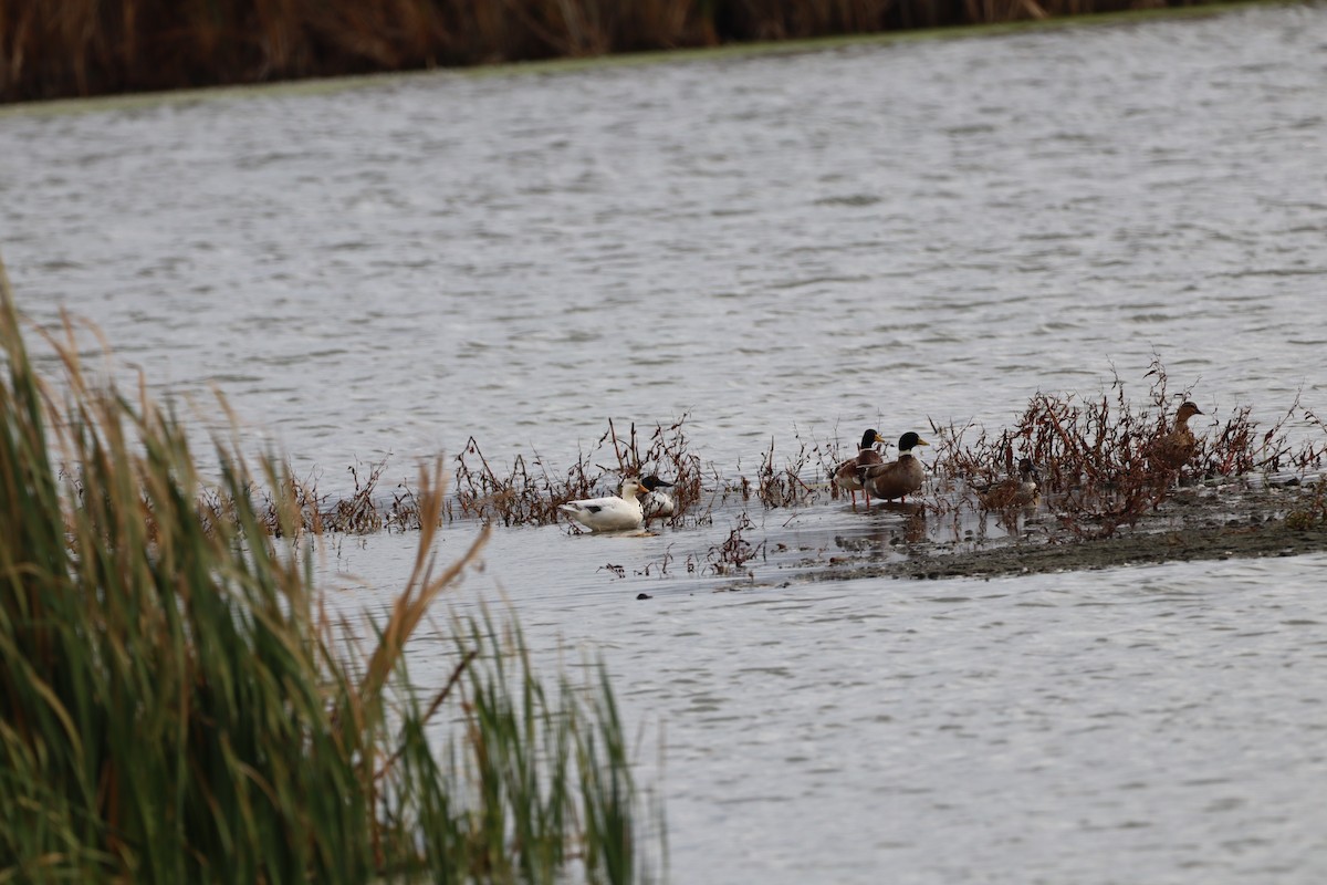 マガモ - ML644036354