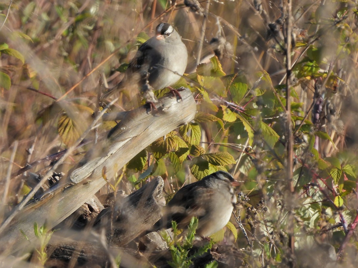White-crowned Sparrow - ML644036367