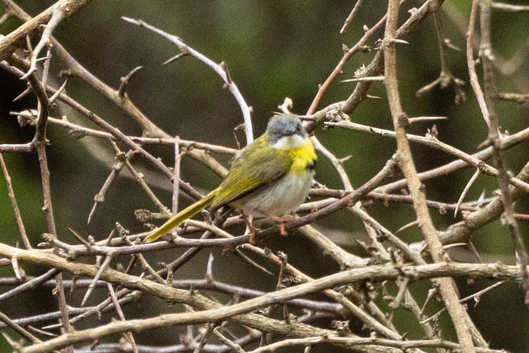 Желтогрудый апалис - ML644036375