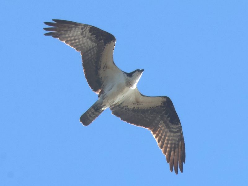 Osprey - ML644036384