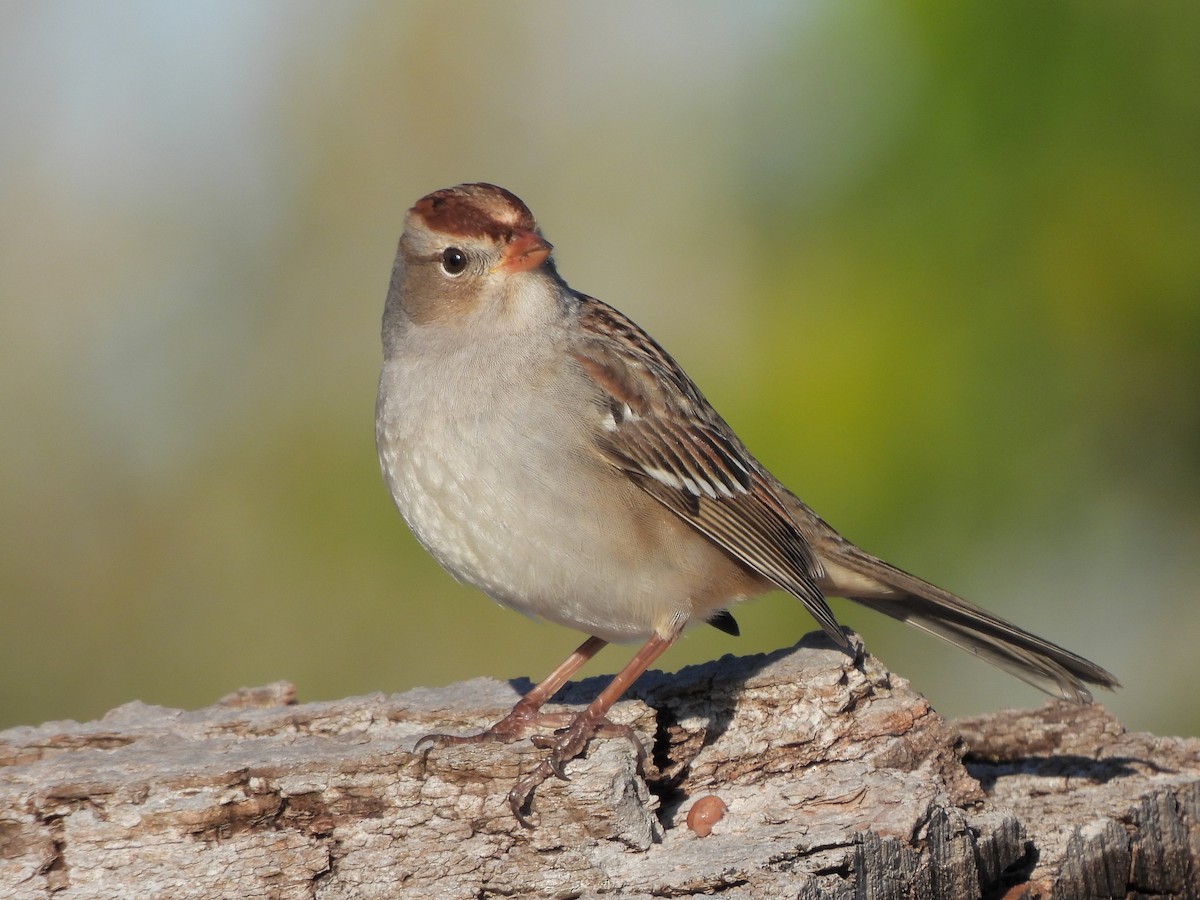 White-crowned Sparrow - ML644036394