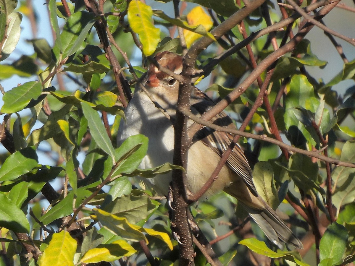White-crowned Sparrow - ML644036400