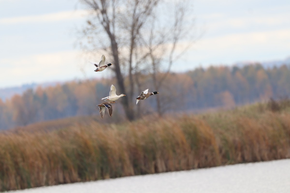 マガモ - ML644036409