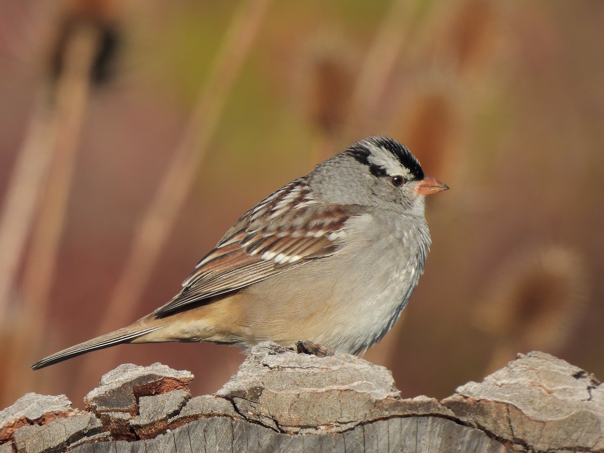 White-crowned Sparrow - ML644036410