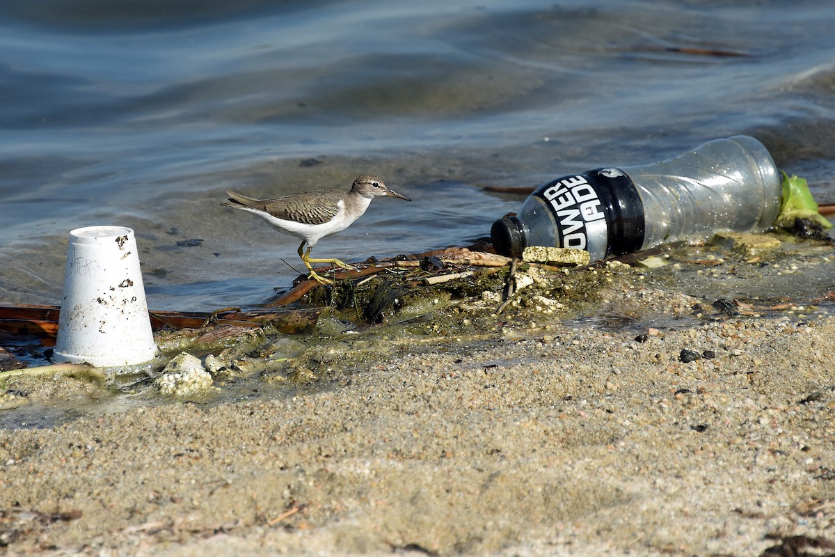 Spotted Sandpiper - ML644036426