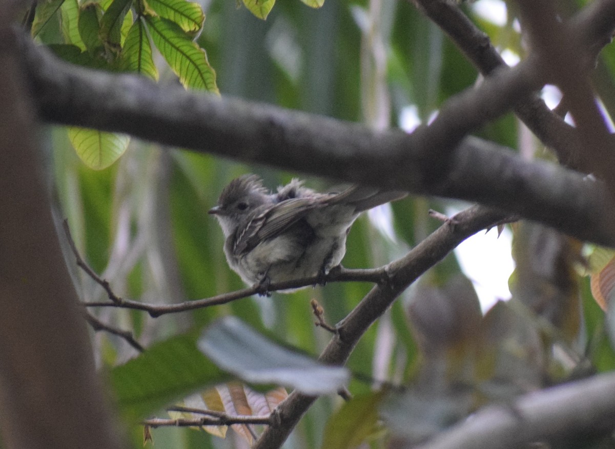 Yellow-bellied Elaenia - ML644036440