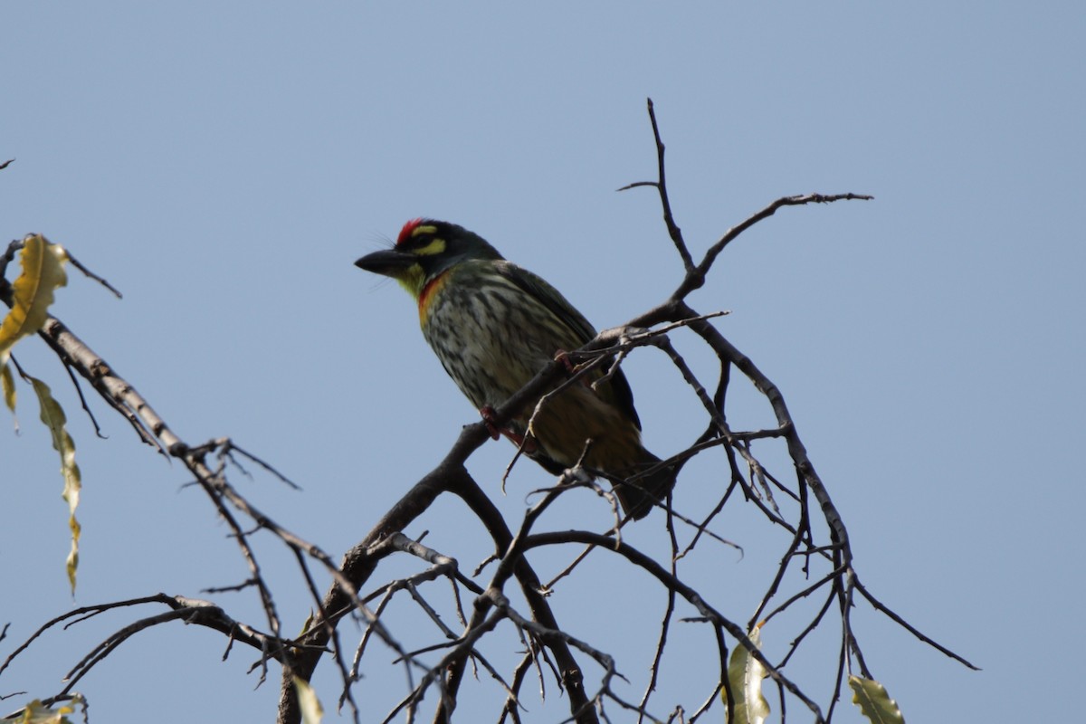 Coppersmith Barbet - ML644036447