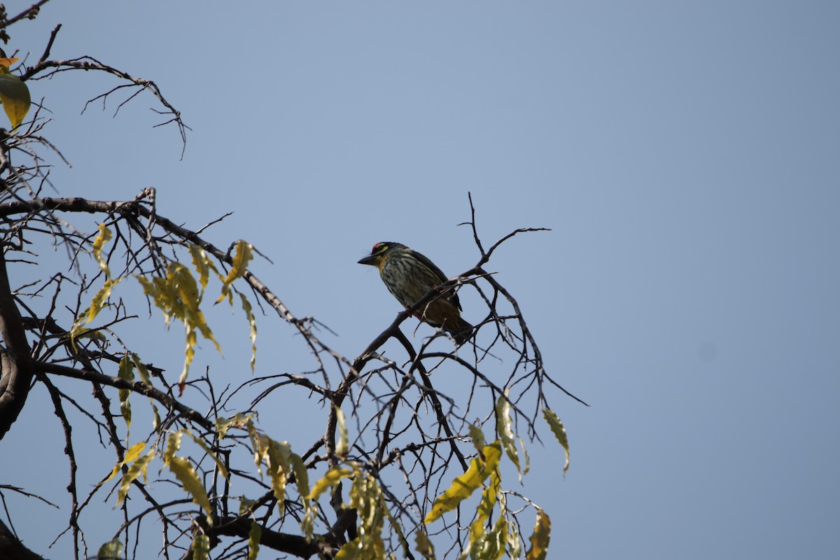 Coppersmith Barbet - ML644036449