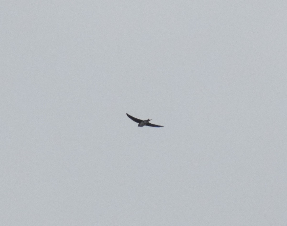 Gray-breasted Martin - ML644036456
