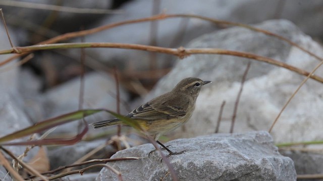 Palm Warbler (Western) - ML644036473