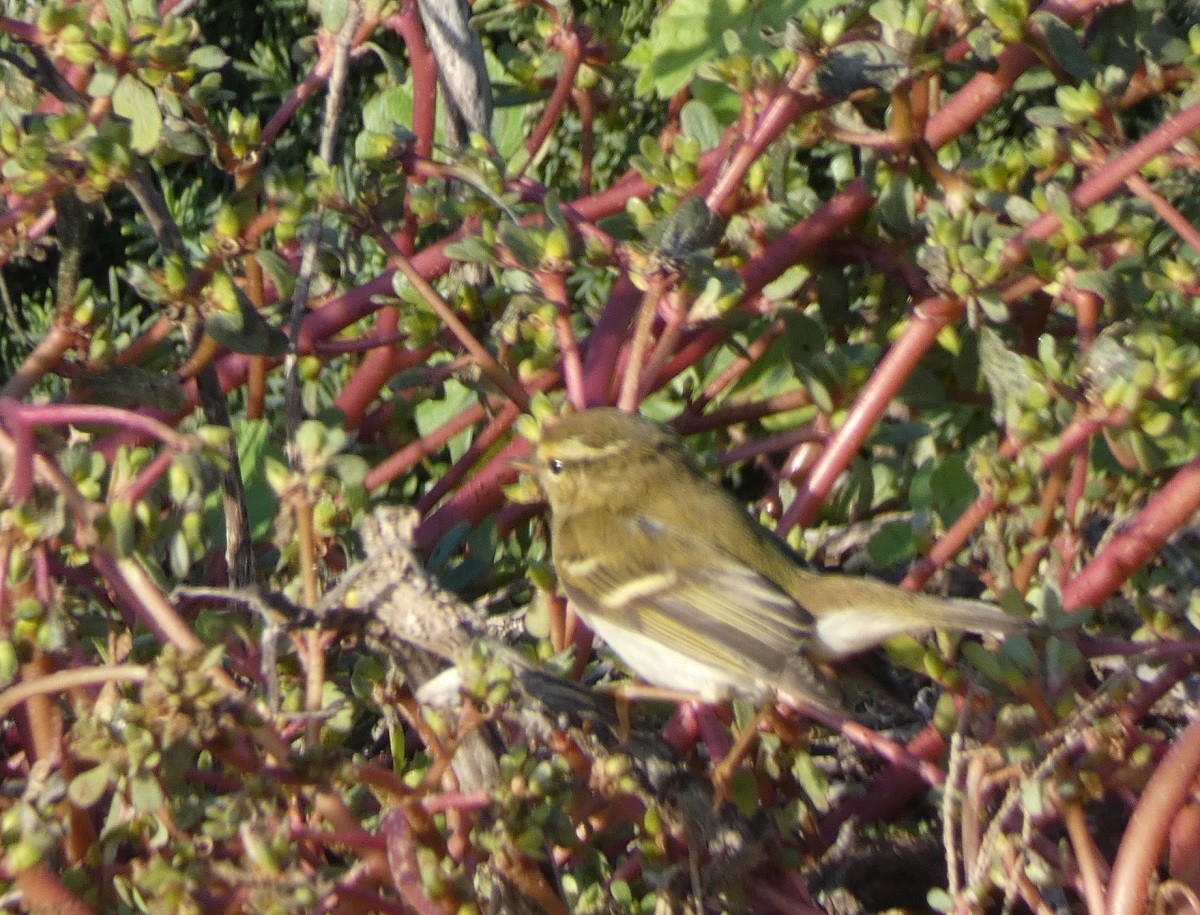 Txio marrabikoa - ML644036474