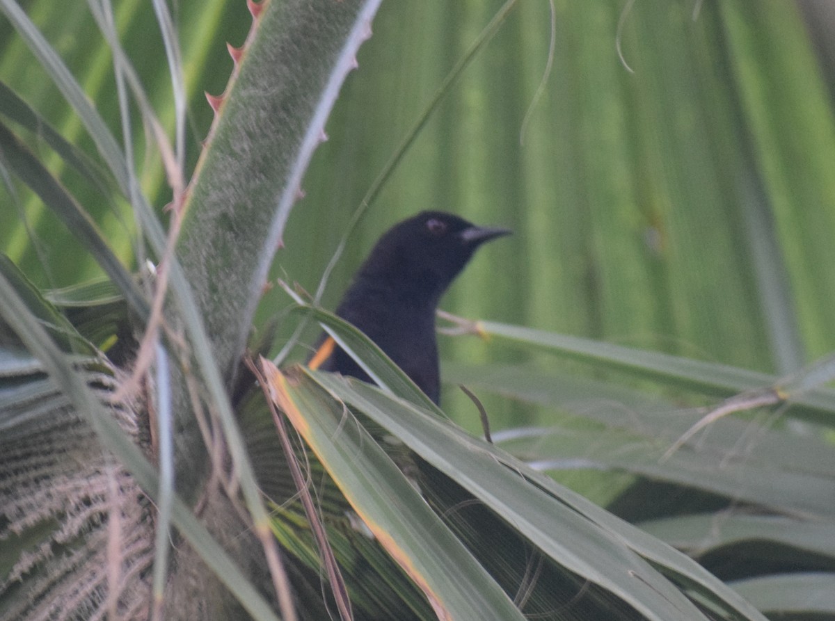 カワリムクドリモドキ（pyrrhopterus グループ） - ML644036479