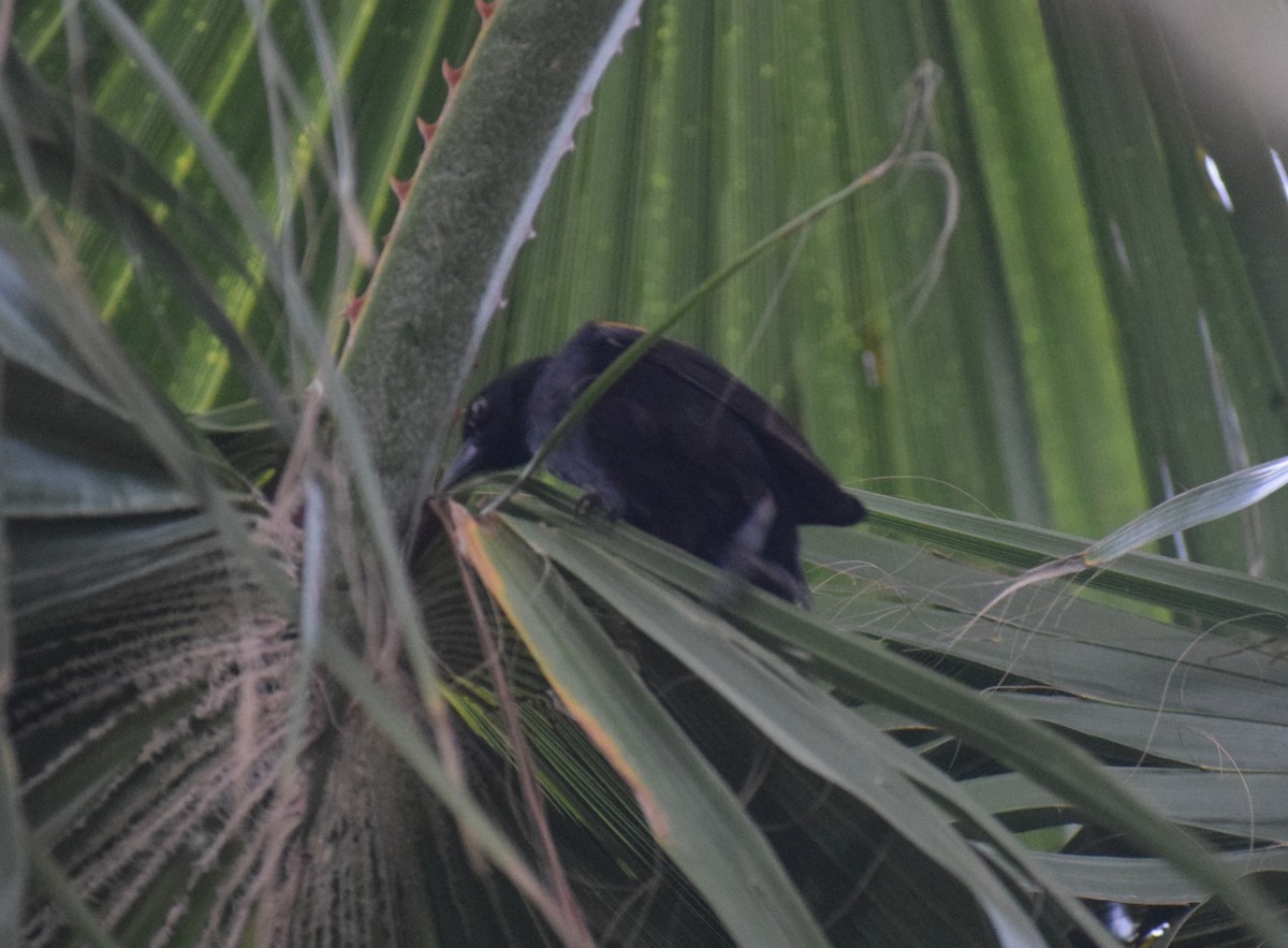 カワリムクドリモドキ（pyrrhopterus グループ） - ML644036480