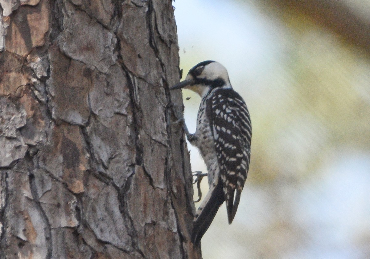 Red-cockaded Woodpecker - ML644036490