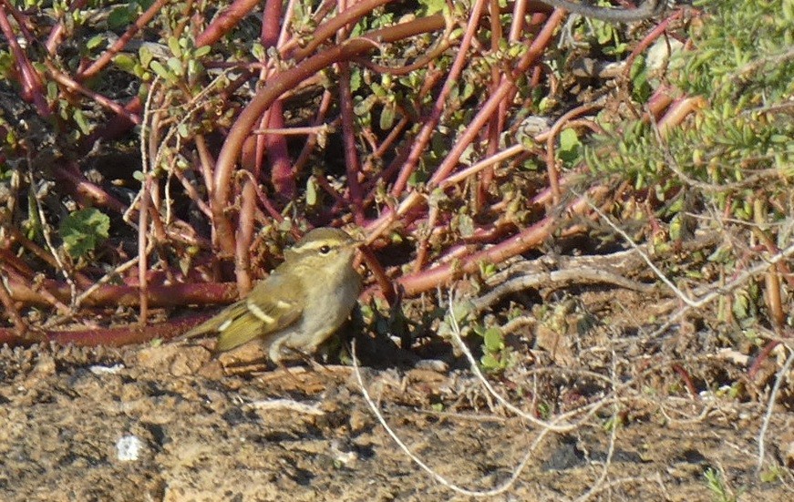 Txio marrabikoa - ML644036493