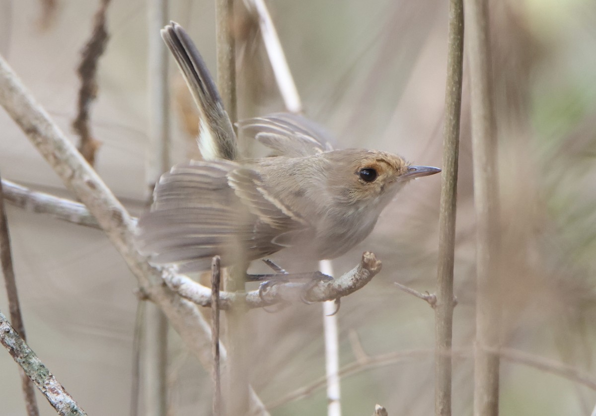Fulvous-faced Scrub-Tyrant - ML644036511
