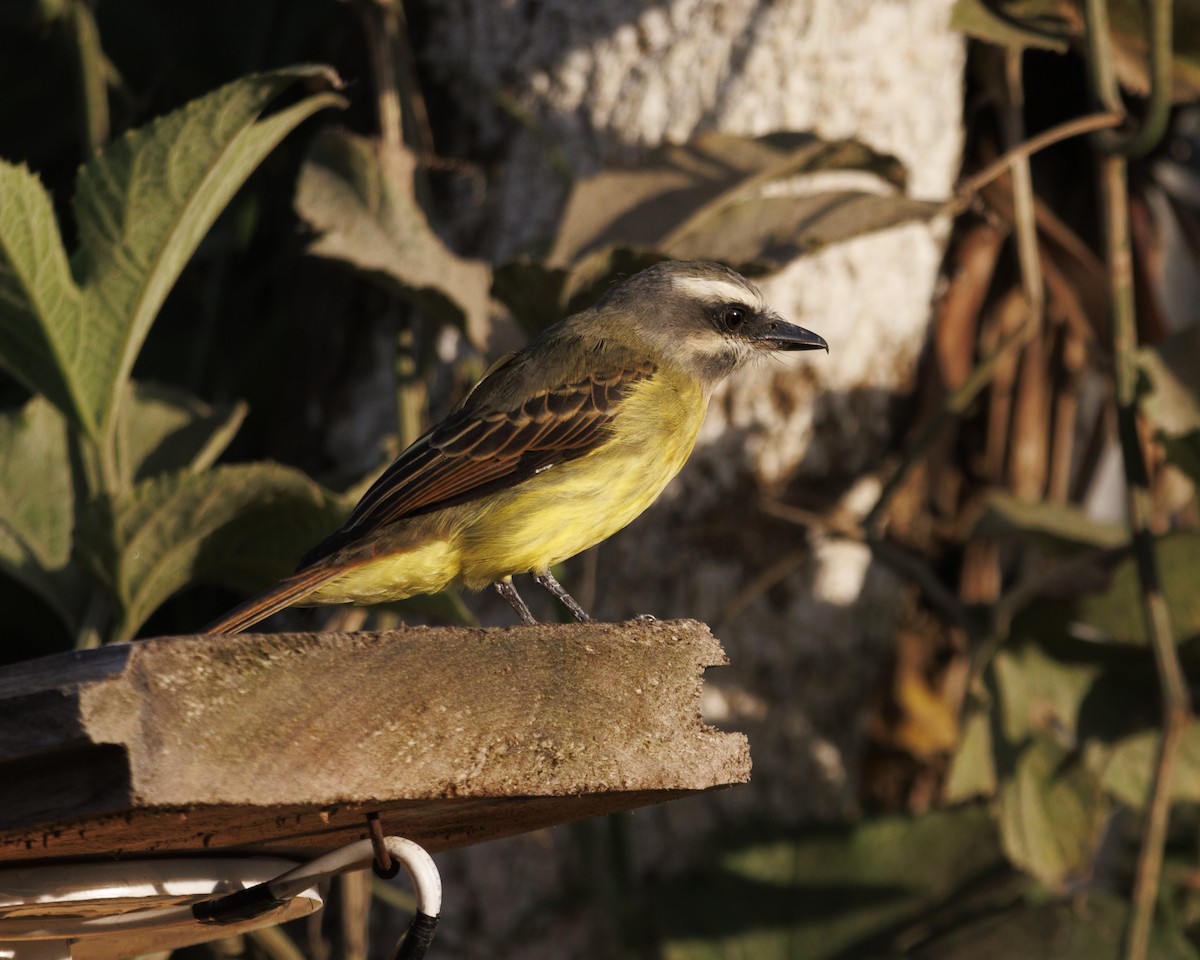 Tyran à ventre d'or - ML644036519