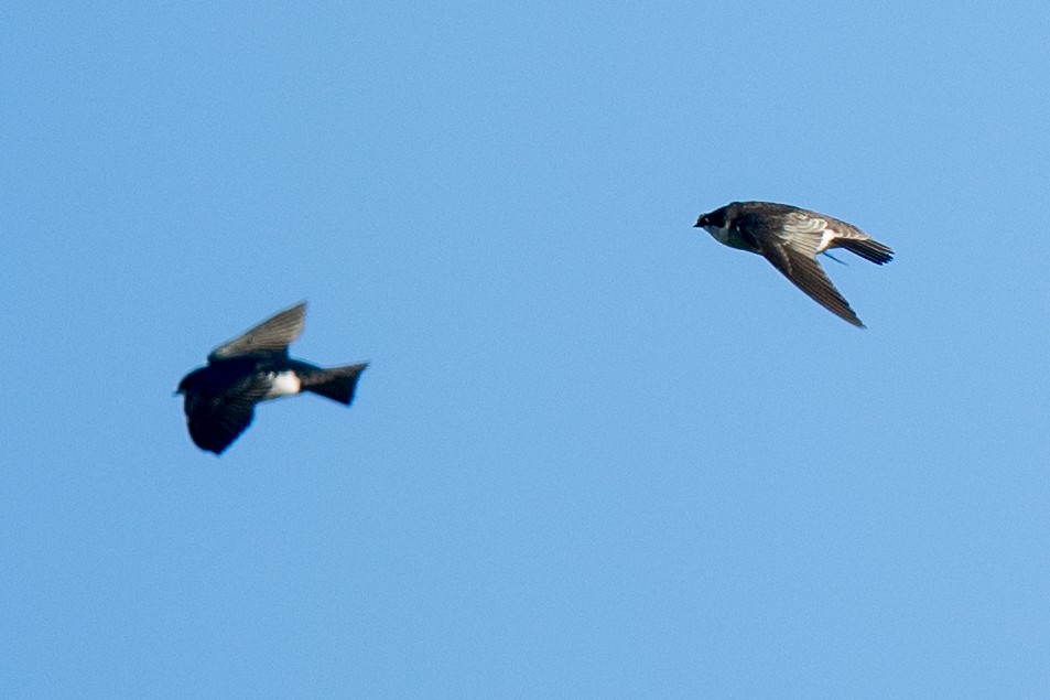 Tree Swallow - ML644036524