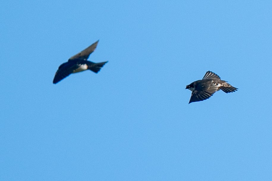 Tree Swallow - ML644036525