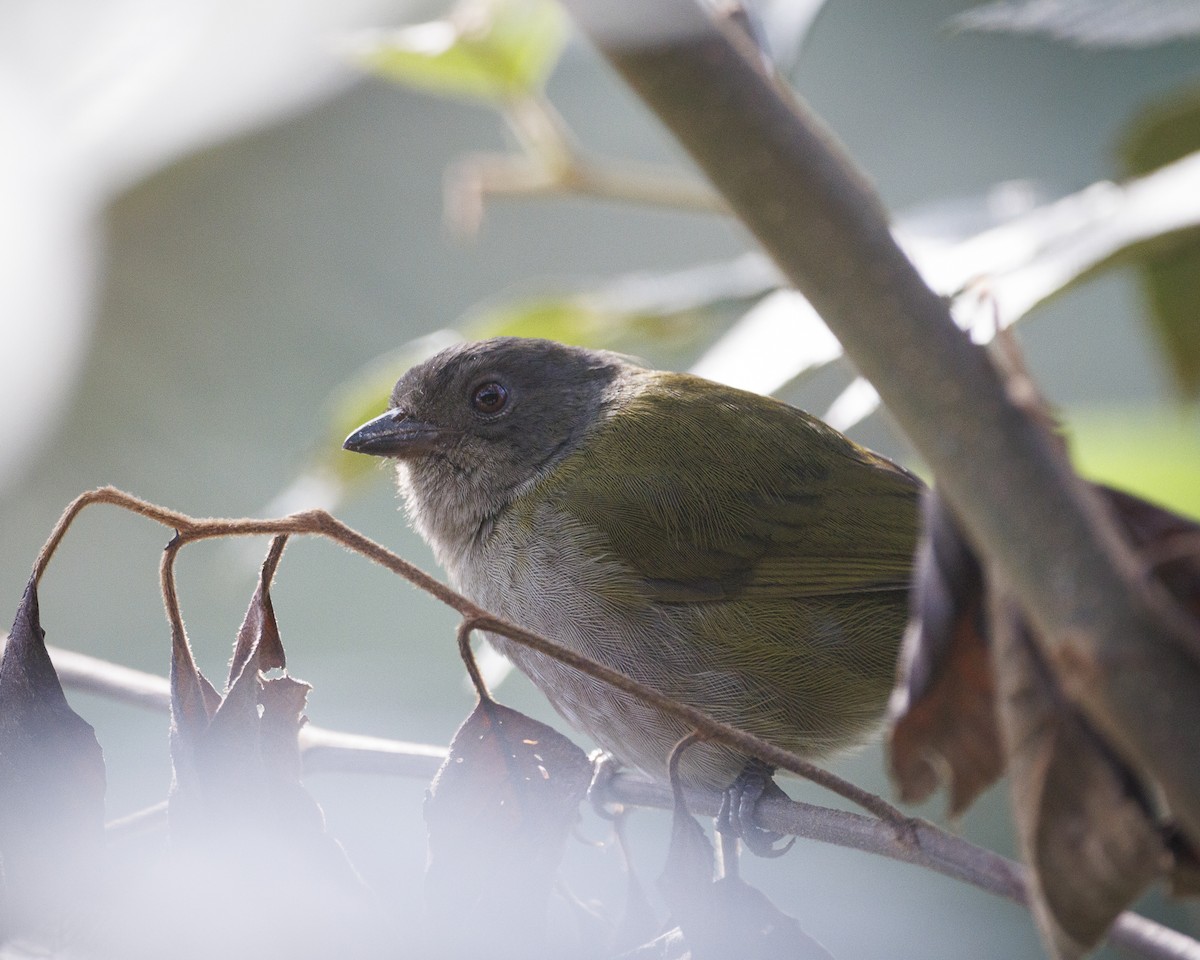 Dusky Chlorospingus - ML644036534