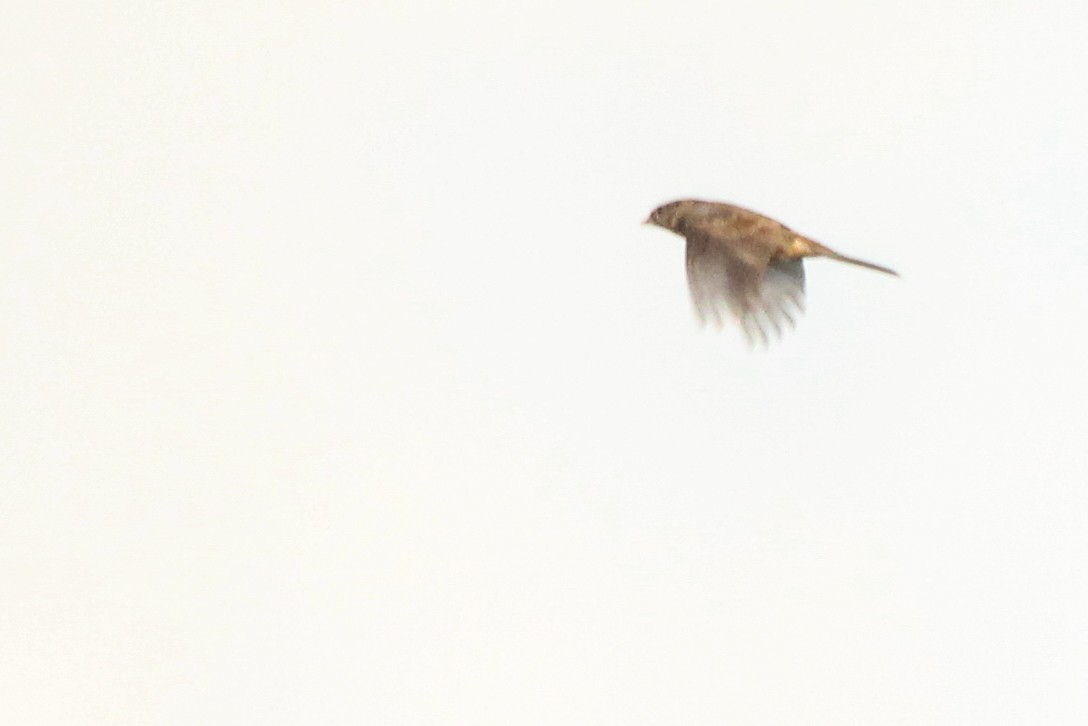 Corn Bunting - ML644036539