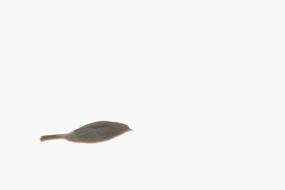 Dunnock - ML644036552
