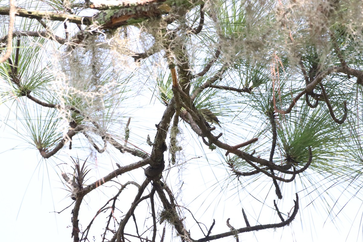 Pine Warbler - ML644036563