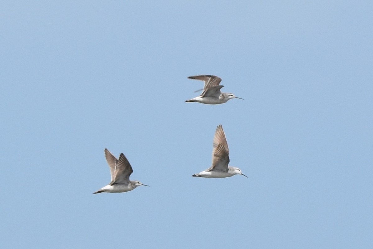 Wilson's Phalarope - ML644036583