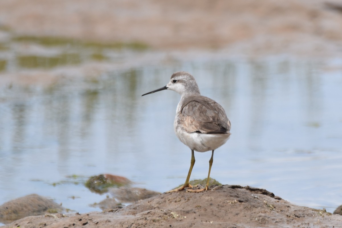 Wilson's Phalarope - ML644036584
