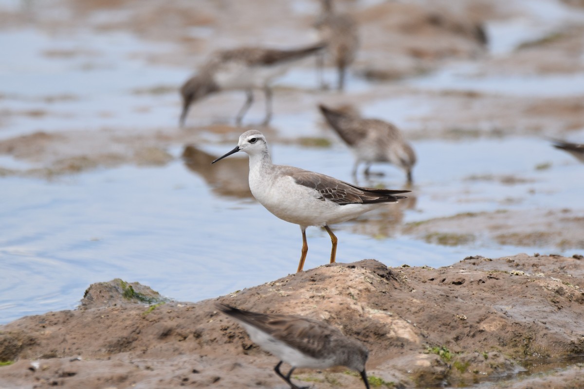 Wilson's Phalarope - ML644036585