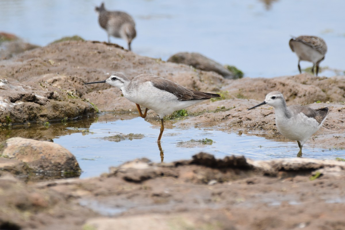 Wilson's Phalarope - ML644036586