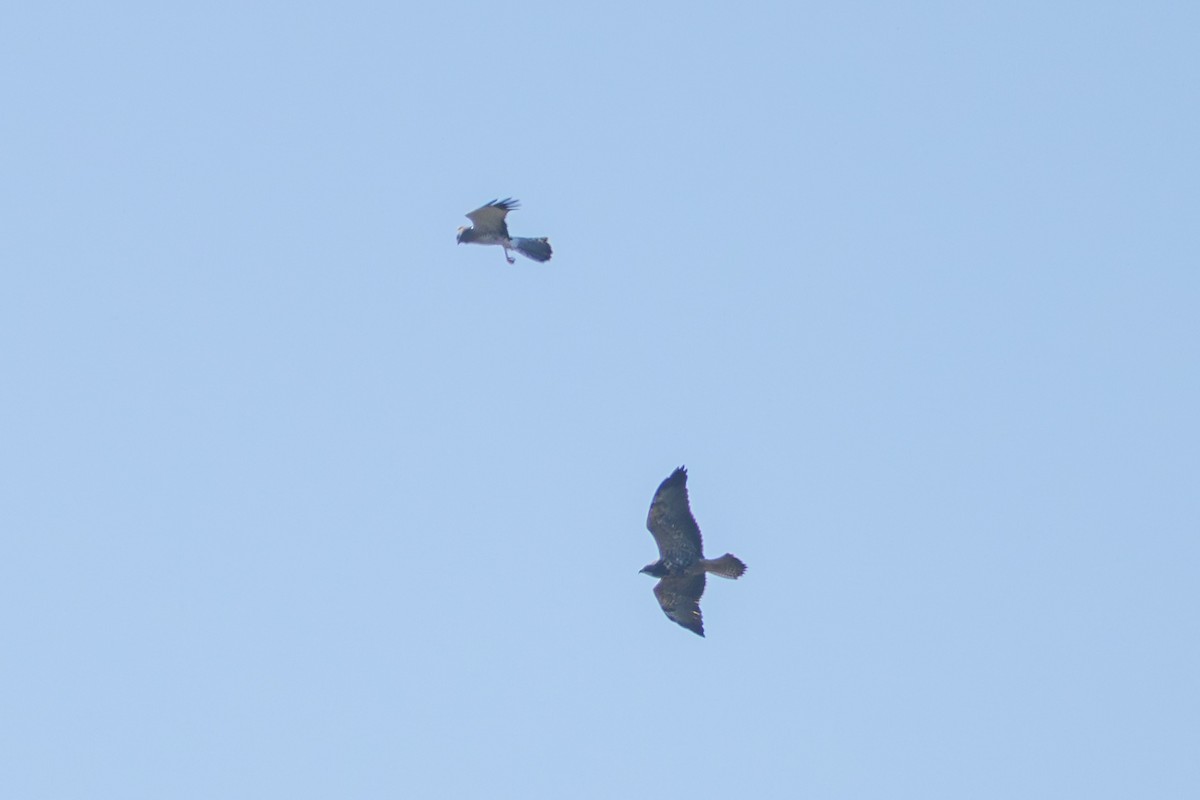 Swainson's Hawk - ML644036590