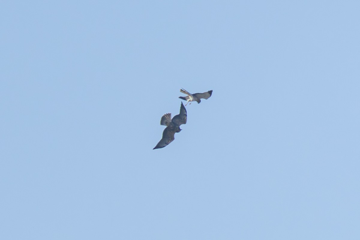 Swainson's Hawk - ML644036591
