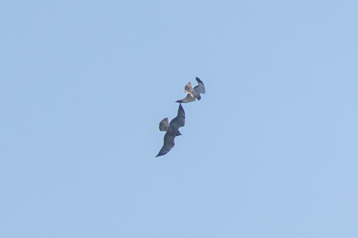 Swainson's Hawk - ML644036592